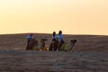 Camels riding in Lehbab desert on sunset Dubai  UAE Royalty Free Stock Photo