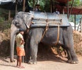 Tourists riding on an elefant in Kerala state, India