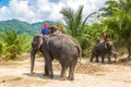 Tourists riding elephant in Thailand