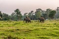 Tourists riding on Elephants, Chitwan National Park, Nepal Royalty Free Stock Photo