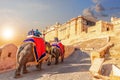 Tourists riding elephants near the famous Amber Fort in Jaipur, India