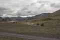 Tourists riding horses in Landmannalaugar trek in Iceland Royalty Free Stock Photo