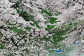 Tourists row boats merrily on a lake under amazing cherry blossom trees in Chidorigafuchi Urban Park during Sakura Festival Royalty Free Stock Photo