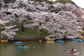 Tourists rowing boats on a lake under beautiful cherry blossom trees in Chidorigafuchi Urban Park during Sakura Festival in Tokyo Royalty Free Stock Photo