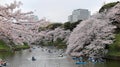 Tourists rowing boats on a lake under beautiful cherry blossom trees in Chidorigafuchi Urban Park during Sakura Festival in Tokyo Royalty Free Stock Photo