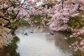 Tourists rowing boats merrily on a lake under beautiful cherry blossom trees in Chidorigafuchi Urban Park during Sakura Festival i Royalty Free Stock Photo