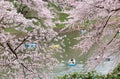 Tourists rowing boats merrily on a lake under beautiful cherry blossom trees in Chidorigafuchi Urban Park during Sakura Festival i