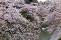 Tourists rowing boats merrily on a lake under beautiful cherry blossom trees in Chidorigafuchi Urban Park during Sakura Festival i