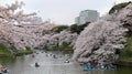 Tourists rowing boats merrily on a lake under beautiful cherry blossom trees in Chidorigafuchi Urban Park during Sakura Festival i