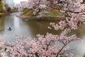 Tourists rowing boats merrily on a lake under beautiful sakura trees in Chidorigafuchi Park, Tokyo