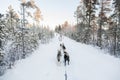 Tourists running a dogsled in Lapland