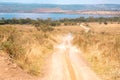 Tourists on a safari vehicle on a dirt road in Lake Nakuru National Park in Kenya Royalty Free Stock Photo