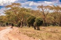 Tourists on a safari vehicle on a dirt road in Lake Nakuru National Park in Kenya Royalty Free Stock Photo