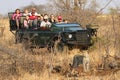 Tourists in safari vehicle observing African leopard in Timbavati Private Nature Reserve, South Africa Royalty Free Stock Photo