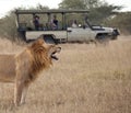 Tourists on Safari viewing a lion - Botswana Royalty Free Stock Photo