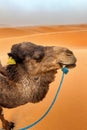 Camel in tourist caravan in the Sahara Desert on a camel caravan Royalty Free Stock Photo