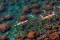 Tourists sail on kayaks in Black Sea. Sea bottom with underwater seaweeds viewed through