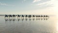 tourists set off on a sunset camel ride along cable beach at broome Royalty Free Stock Photo