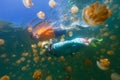 Tourists snorkeling in Jellyfish Lake