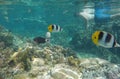 Tourists snorkeling in Tahaa lagoon