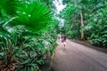 Tourists strolling along the path way at Singapore Botanic Gardens. Royalty Free Stock Photo