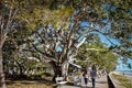 Tourists strolling under giant spreading limbed tree along paved walk near beach and park at Bribie Island in Australia