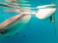 Whale Shark in Oslob, Cebu, Philippines