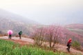 Tourists taking photos of Red land with blooming Peach cherry trees, pink flower in full bloom. Green wheat field foreground.