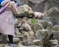 Tourists taking photos of sleeping Japanese Macaque monkeys. Snow monkey park, Nagano, Japan