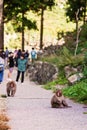 Snow monkeys in japan