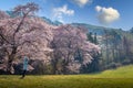 Tourists taking photos of the spring and cherry blossom trees in bloom around Yongbi Lake in Seosan. South Korea Royalty Free Stock Photo