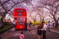 Tourists taking photos of spring cherry blossoms at E-World 83 Tower, a popular tourist attraction, in Daegu, South Korea