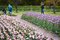 Tourists taking photos by the tulips during the Tulip Time festival in Holland Michigan