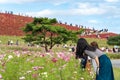 Tourists taking pictures on the Miharashi Hill in the Hitachi Seaside Park during the Red Kochia Carnival.