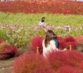 Tourists taking pictures on the Miharashi Hill in the Hitachi Seaside Park during the Red Kochia Carnival.