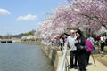 Tourists taking a walk and clicking pictures of springtime cherry blossoms in Washington DC