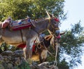 Tourists transported by donkeys to the Mount where was born Zeus according to Greek Mythology in Dikteon Cave or Ideon Royalty Free Stock Photo