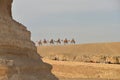 Tourists travel by camel in the desert