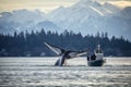 Traveling by boat watch a diving humpback whale Royalty Free Stock Photo