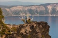 Tourists by a Tree on a Cliff at Crater Lake Royalty Free Stock Photo