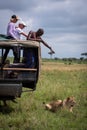 Tourists in truck watch lioness in grass Royalty Free Stock Photo