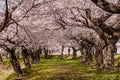 Tourists under a beautiful pink Cherry Blossom tunnel on a bright, sunny day in springtime Royalty Free Stock Photo