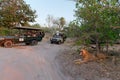 Tourists in a vehicle watching the African lion lounging beneath a tree in the savannah