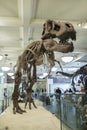 Tourists view the Tyrannosaurus skeleton in the American Museum of Natural History