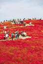 Tourists visit of the Kochia at Hitachi Seaside Park in autumn at Ibaraki, Japan