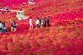 Tourists visit of the Kochia at Hitachi Seaside Park in autumn at Ibaraki, Japan