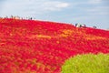 Tourists visit of the Kochia at Hitachi Seaside Park in autumn at Ibaraki, Japan