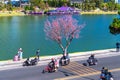 Tourists visit and take pictures by cherry apricot trees along the banks