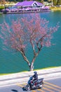 Tourists visit and take pictures by cherry apricot trees along the banks