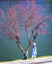 Tourists visit and take pictures by cherry apricot trees along the banks